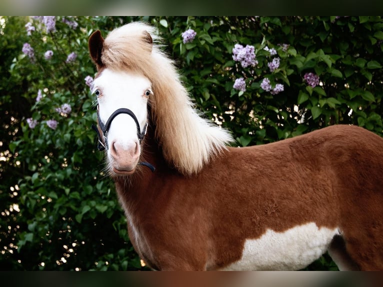 IJslander Merrie 3 Jaar 140 cm Vos in Gallin