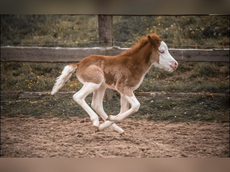 IJslander Merrie 3 Jaar 140 cm Vos in Gallin
