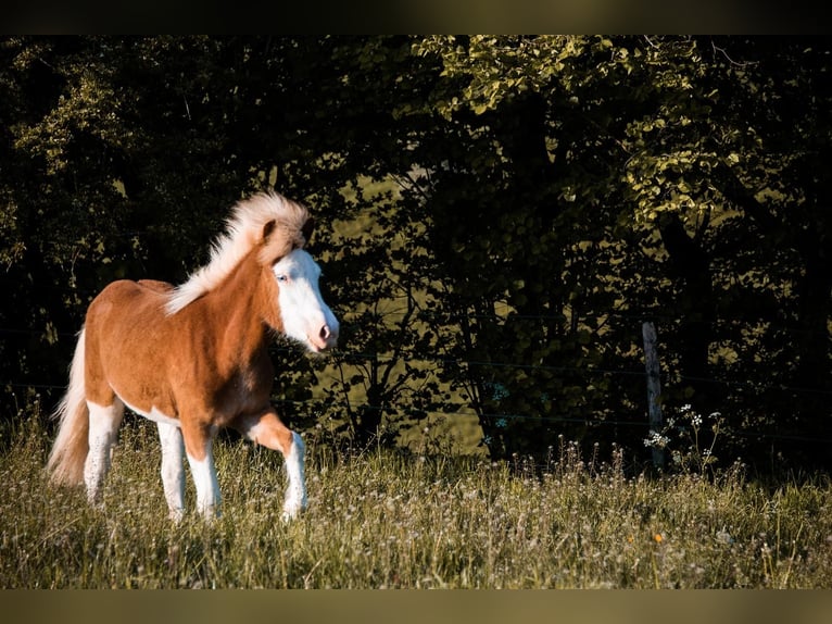 IJslander Merrie 3 Jaar 140 cm Vos in Gallin