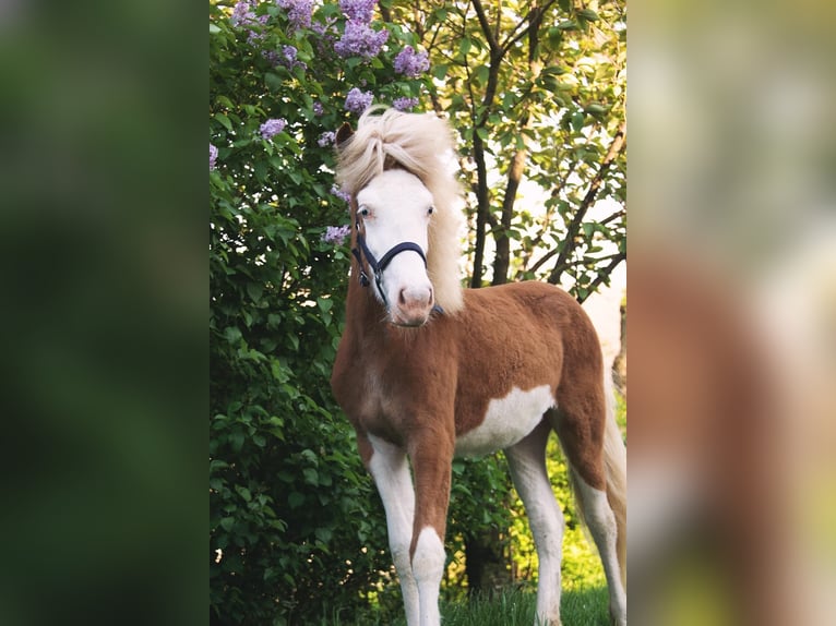 IJslander Merrie 3 Jaar 140 cm Vos in Gallin