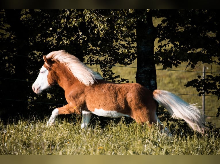 IJslander Merrie 3 Jaar 140 cm Vos in Gallin