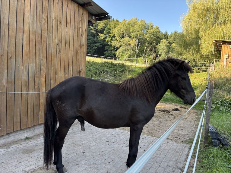 IJslander Merrie 3 Jaar 140 cm Zwart in Blieskastel