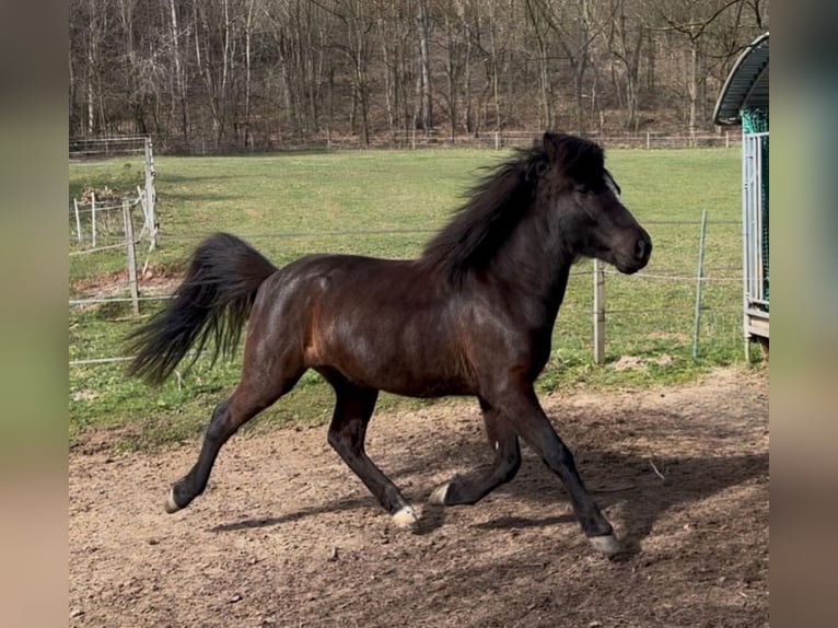 IJslander Merrie 3 Jaar 140 cm Zwart in Blieskastel