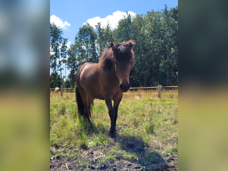 IJslander Merrie 3 Jaar 141 cm Bruin in Wurster Nordseeküste