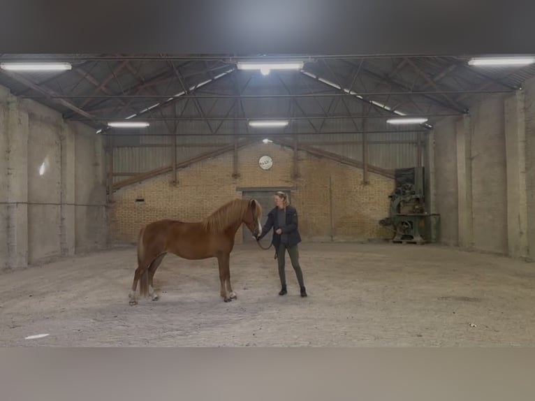IJslander Merrie 3 Jaar 142 cm Donkere-vos in Middelfart
