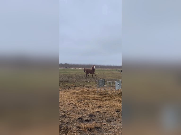 IJslander Merrie 3 Jaar 142 cm Donkere-vos in Middelfart