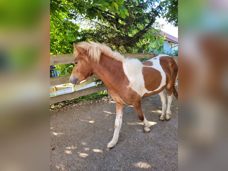 IJslander Merrie 3 Jaar 143 cm Gevlekt-paard in Wasserburg am Inn