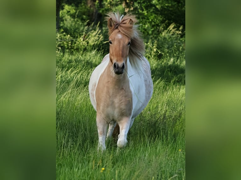 IJslander Merrie 3 Jaar 144 cm Gevlekt-paard in Winterswijk Kotten