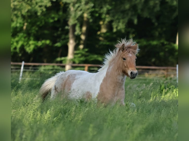 IJslander Merrie 3 Jaar 144 cm Gevlekt-paard in Winterswijk Kotten