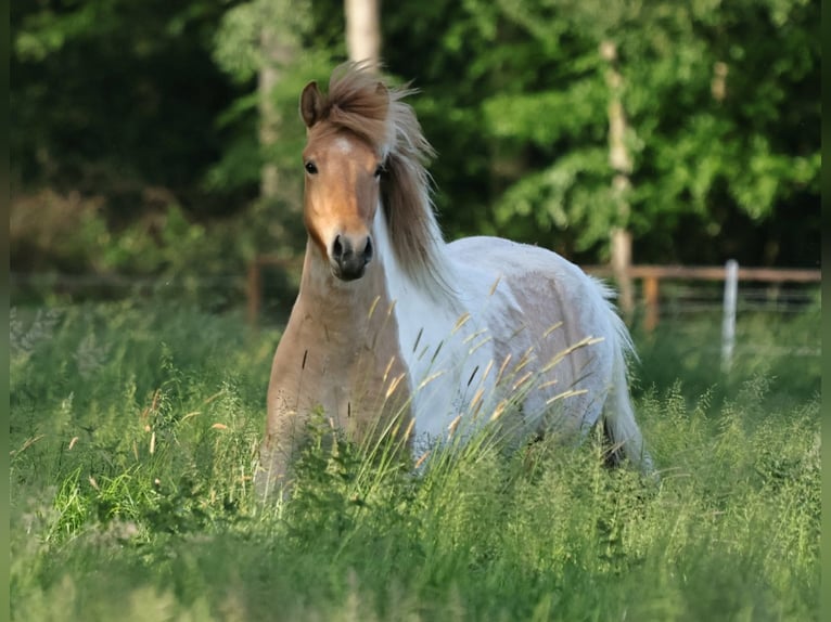 IJslander Merrie 3 Jaar 144 cm Gevlekt-paard in Winterswijk Kotten