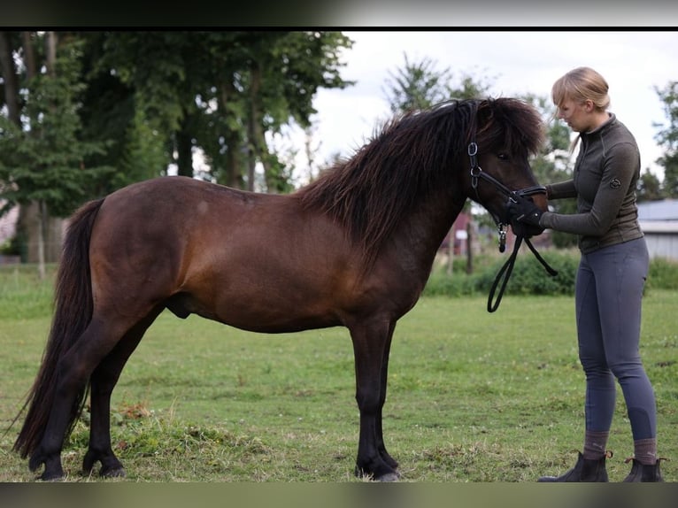 IJslander Merrie 3 Jaar in Bohmte