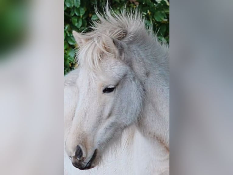 IJslander Merrie 3 Jaar Palomino in Wiemersdorf