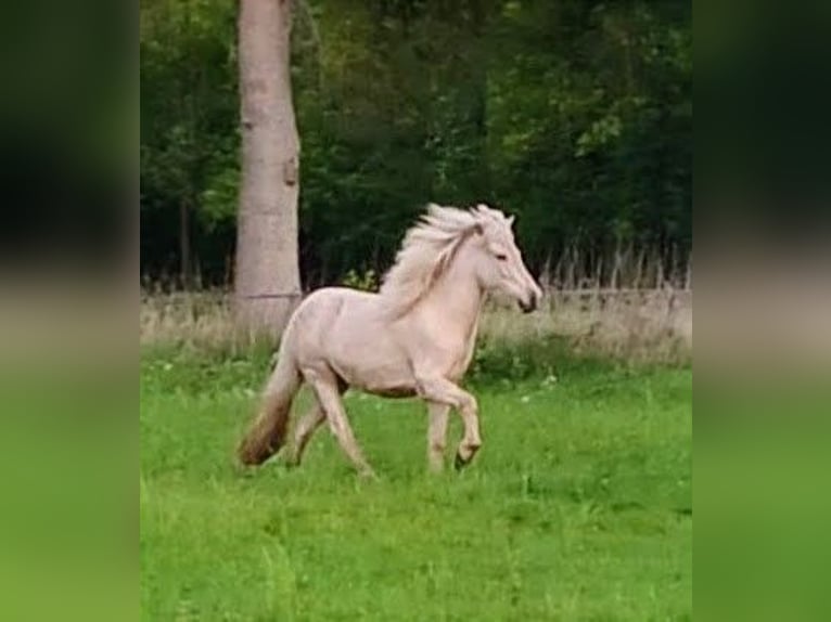 IJslander Merrie 3 Jaar Palomino in Wiemersdorf