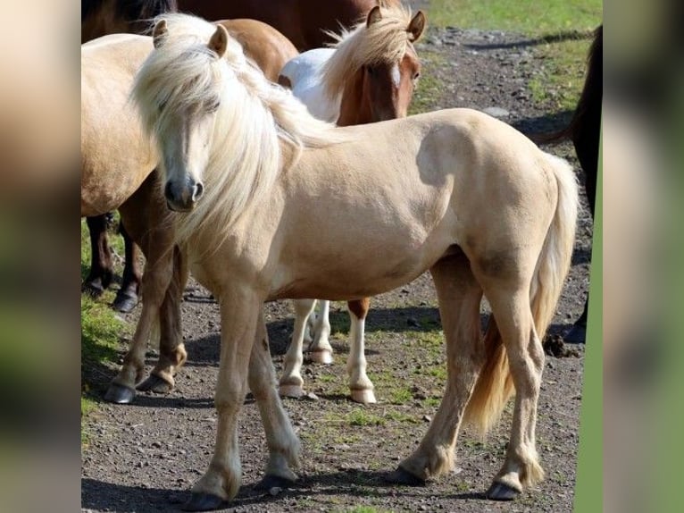 IJslander Merrie 3 Jaar Perlino in Blönduósi