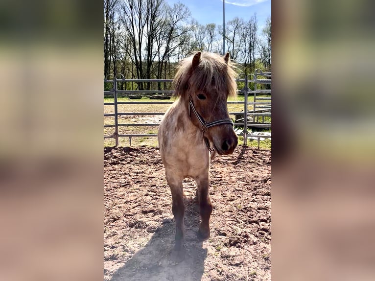 IJslander Merrie 3 Jaar Roan-Red in Bexbach