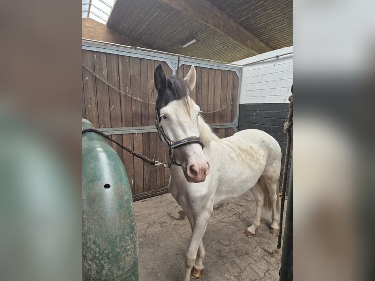 IJslander Merrie 4 Jaar 130 cm Tobiano-alle-kleuren in Emstek