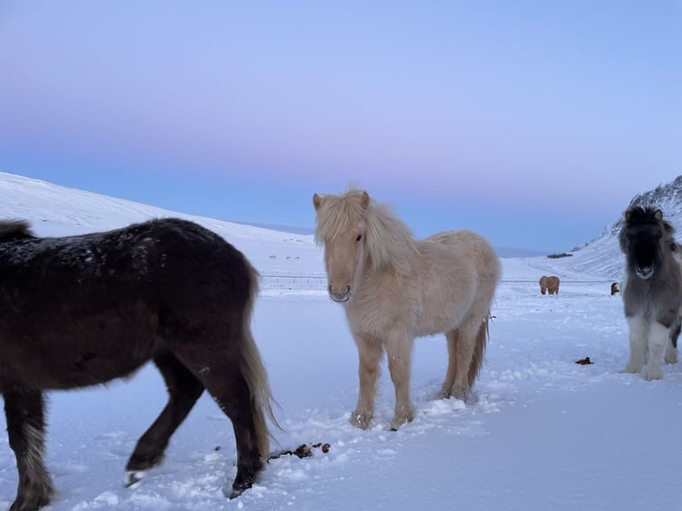 IJslander Merrie 4 Jaar 132 cm Palomino in Blönduós