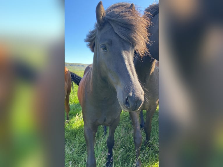 IJslander Merrie 4 Jaar 132 cm Zwart in B&#xFA;&#xF0;ardal