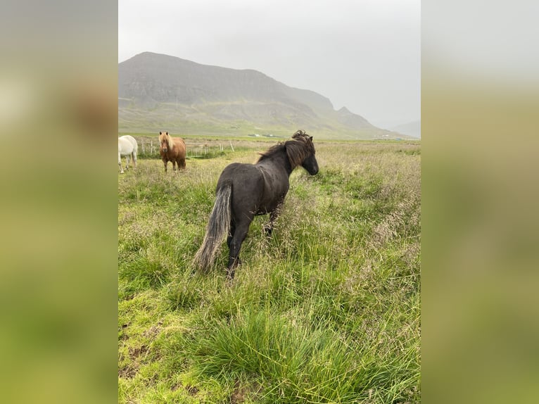 IJslander Merrie 4 Jaar 132 cm Zwart in B&#xFA;&#xF0;ardal