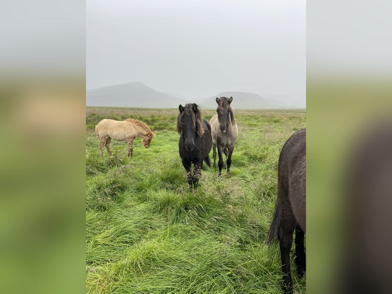 IJslander Merrie 4 Jaar 132 cm Zwart in B&#xFA;&#xF0;ardal