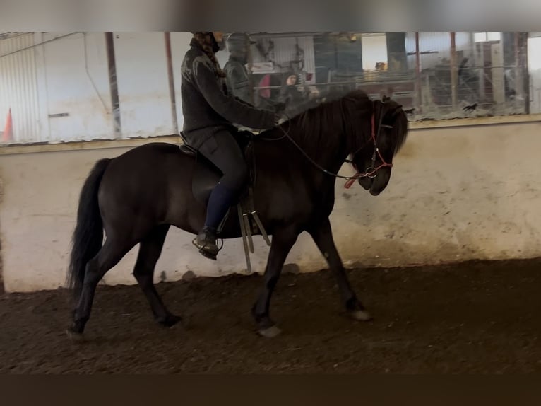 IJslander Merrie 4 Jaar 132 cm Zwart in B&#xFA;&#xF0;ardal