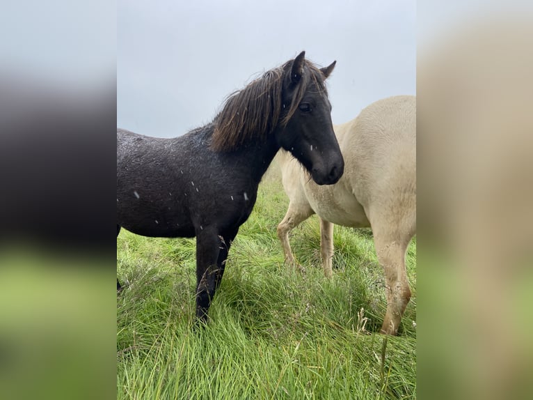 IJslander Merrie 4 Jaar 132 cm Zwart in B&#xFA;&#xF0;ardal