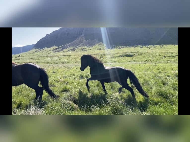 IJslander Merrie 4 Jaar 132 cm Zwart in B&#xFA;&#xF0;ardal