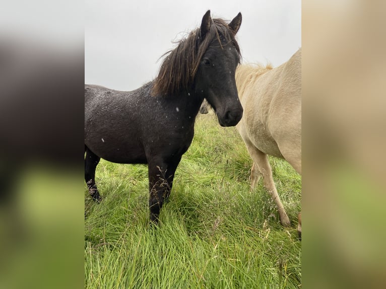 IJslander Merrie 4 Jaar 132 cm Zwart in B&#xFA;&#xF0;ardal