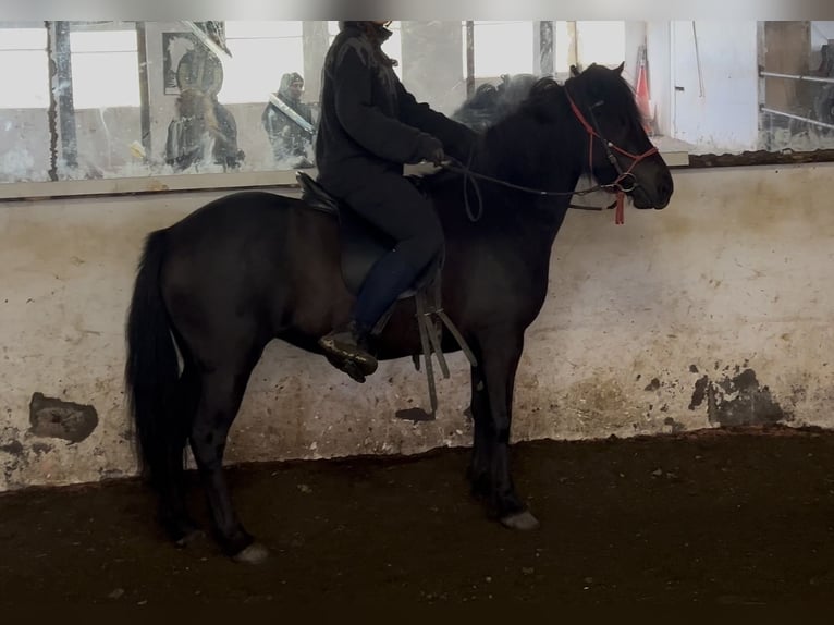 IJslander Merrie 4 Jaar 132 cm Zwart in B&#xFA;&#xF0;ardal