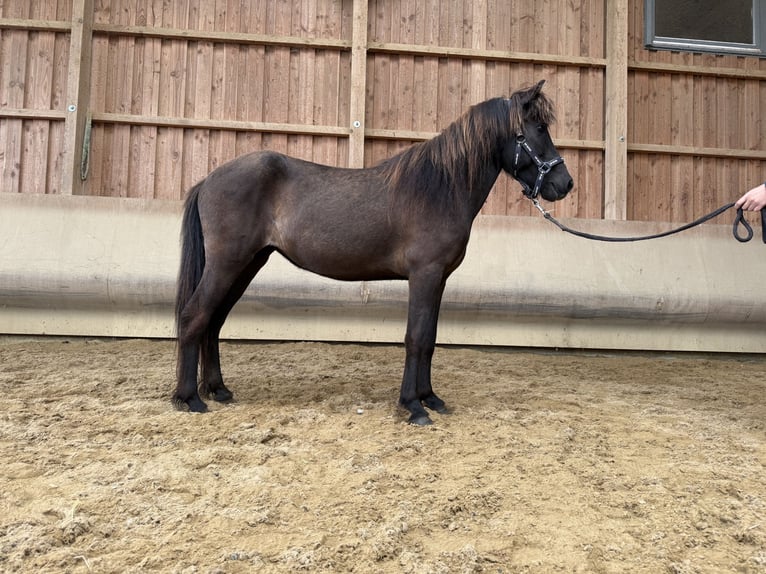 IJslander Merrie 4 Jaar 132 cm Zwart in Fronreute