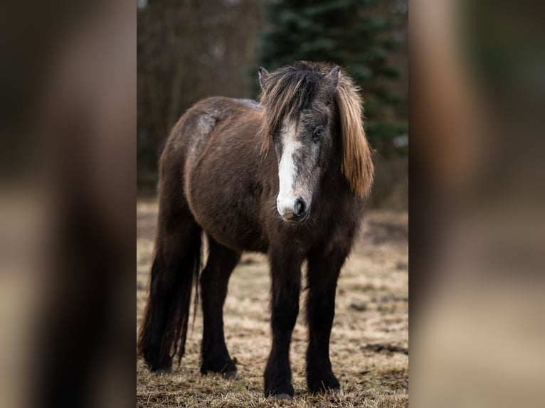 IJslander Merrie 4 Jaar 132 cm Zwartschimmel in Weißpriach