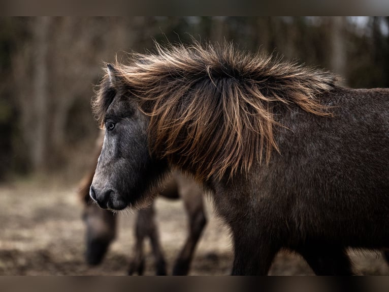 IJslander Merrie 4 Jaar 132 cm Zwartschimmel in Weißpriach