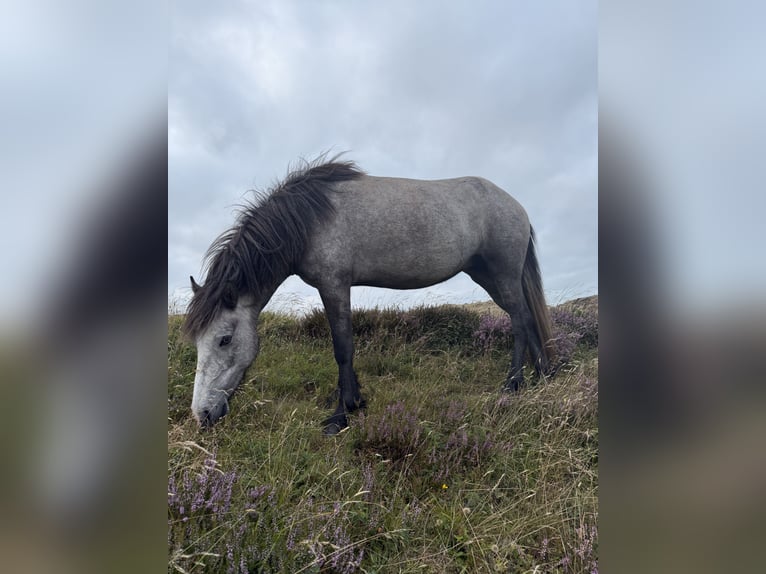 IJslander Merrie 4 Jaar 132 cm Zwartschimmel in Weißpriach