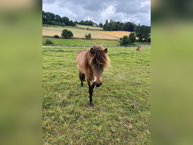 IJslander Merrie 4 Jaar 135 cm Bruin in Kreuztal