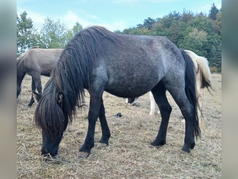 IJslander Merrie 4 Jaar 137 cm Roan-Blue in Saarland