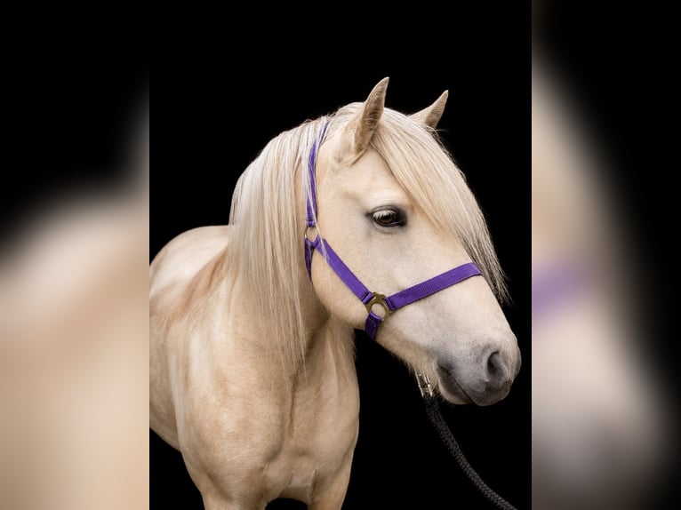 IJslander Merrie 4 Jaar 139 cm  in Blunk
