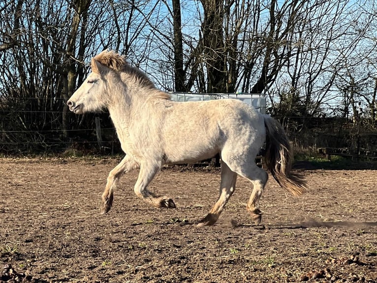 IJslander Merrie 4 Jaar 139 cm in Blunk