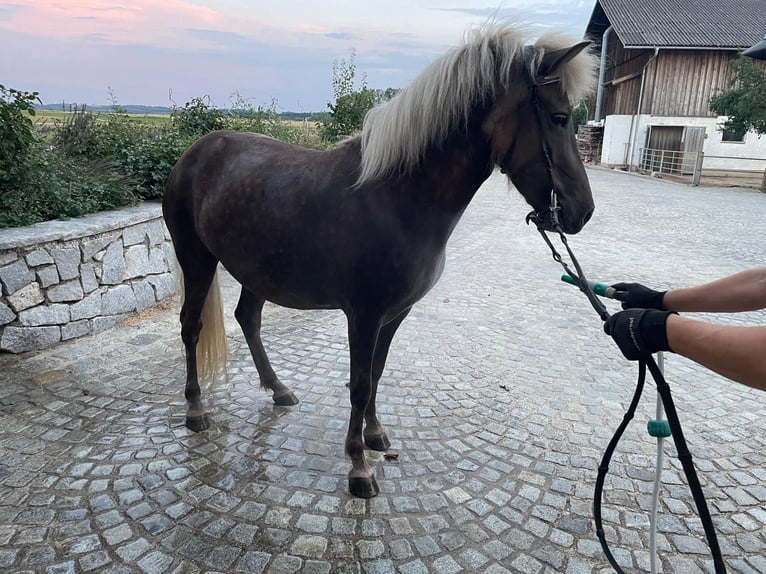 IJslander Merrie 4 Jaar 140 cm Blauwschimmel in Moosbach