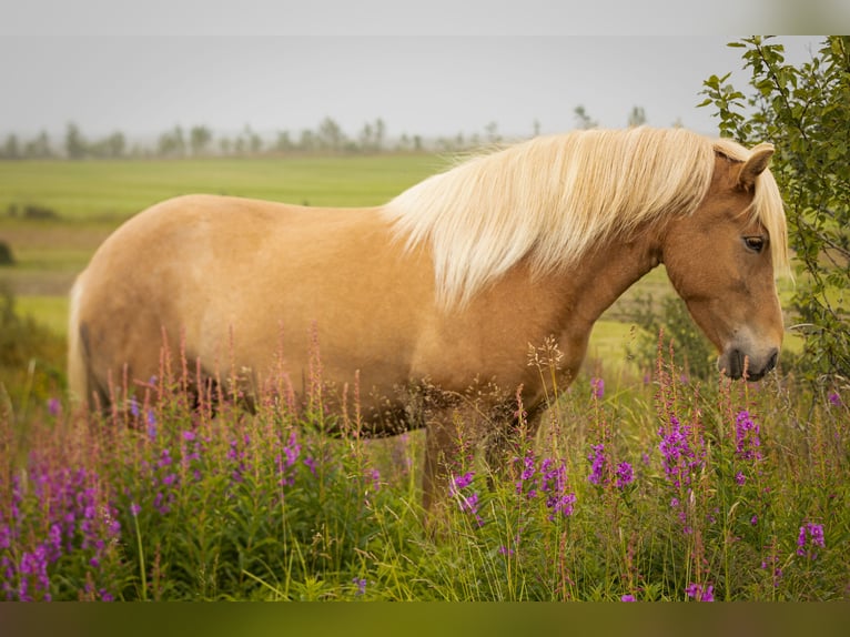 IJslander Merrie 4 Jaar 140 cm Donkere-vos in Hvolsv&#xF6;llur