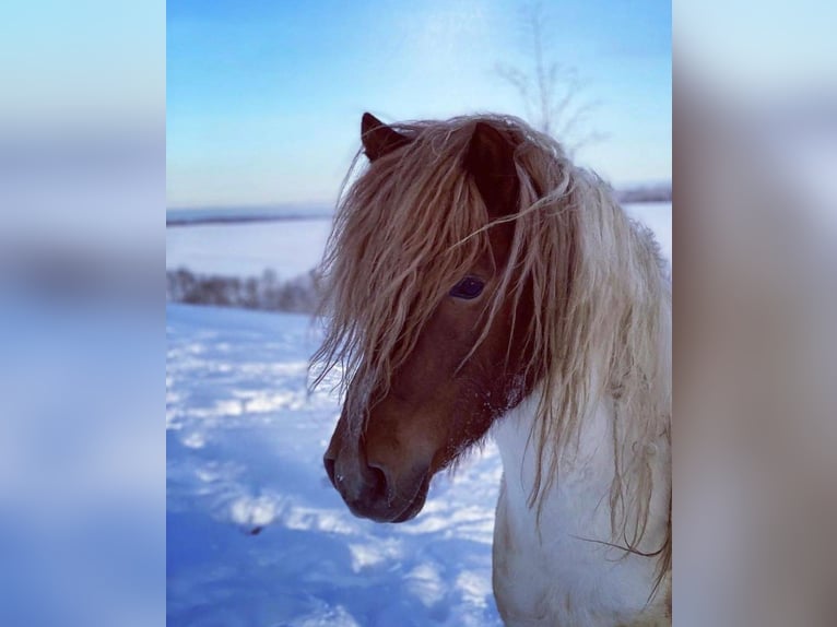 IJslander Merrie 4 Jaar 140 cm Gevlekt-paard in Sorbas