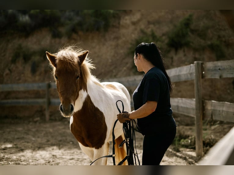 IJslander Merrie 4 Jaar 140 cm Gevlekt-paard in Sorbas