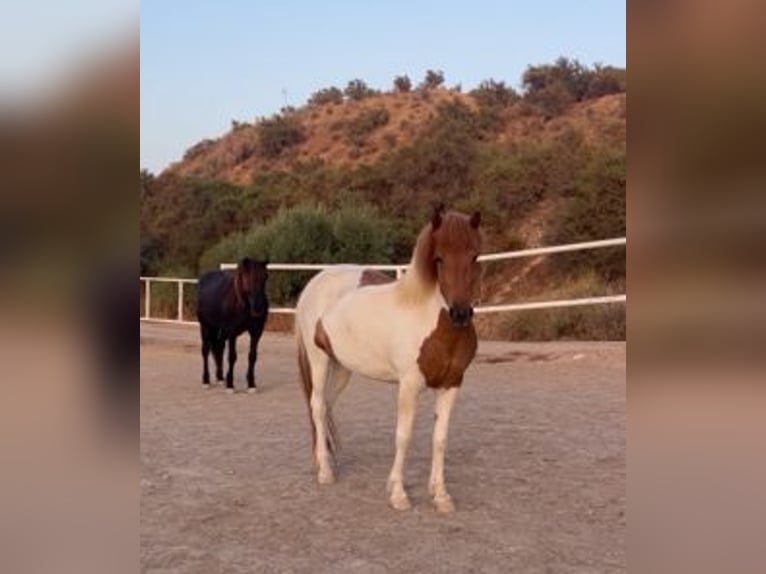 IJslander Merrie 4 Jaar 140 cm Gevlekt-paard in Sorbas