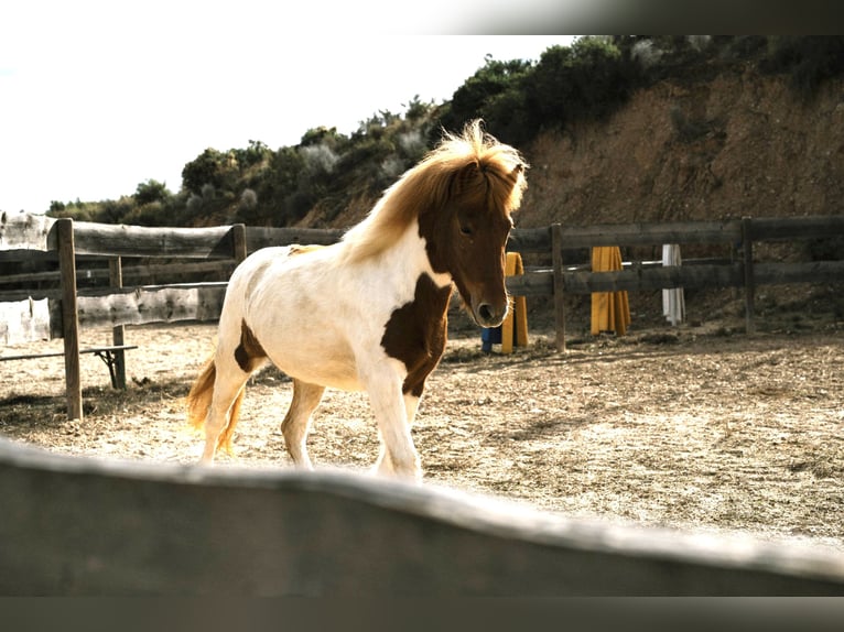 IJslander Merrie 4 Jaar 140 cm Gevlekt-paard in Sorbas