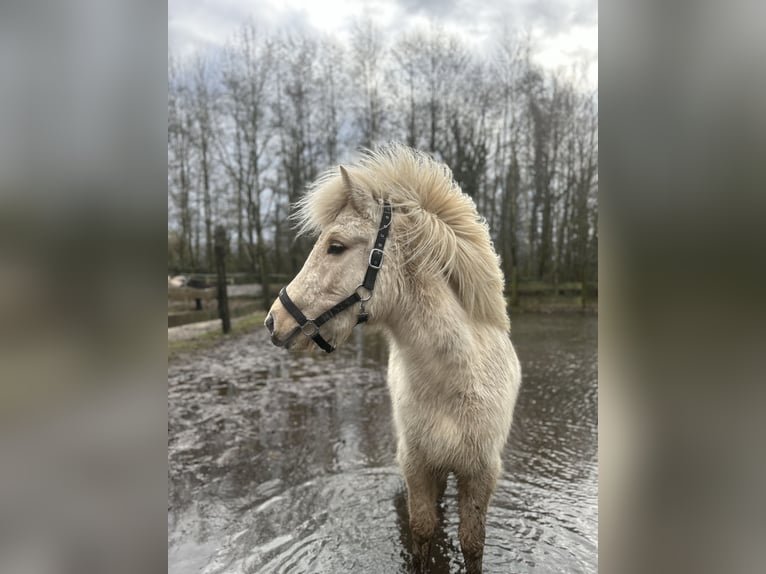 IJslander Merrie 4 Jaar 140 cm Palomino in Steinhagen