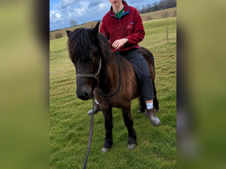 IJslander Merrie 4 Jaar 140 cm Zwart in HOBRO