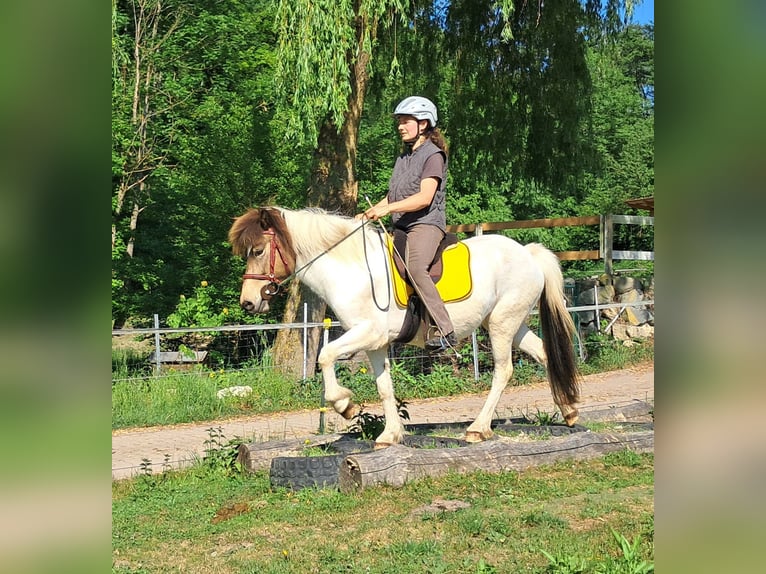 IJslander Merrie 4 Jaar 142 cm Gevlekt-paard in Bayerbach