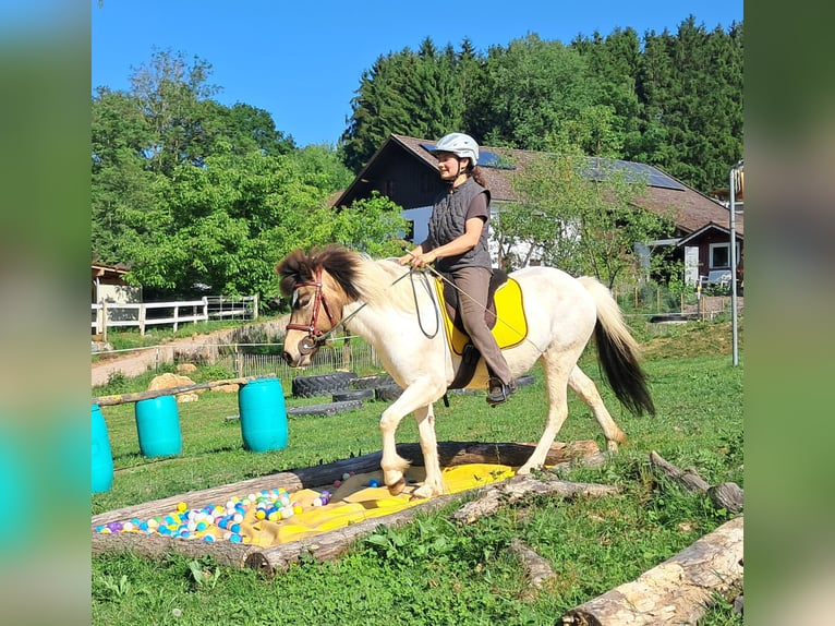 IJslander Merrie 4 Jaar 142 cm Gevlekt-paard in Bayerbach