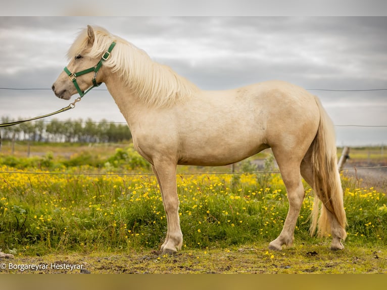 IJslander Merrie 4 Jaar 142 cm Palomino in Hvolsv&#xF6;llur