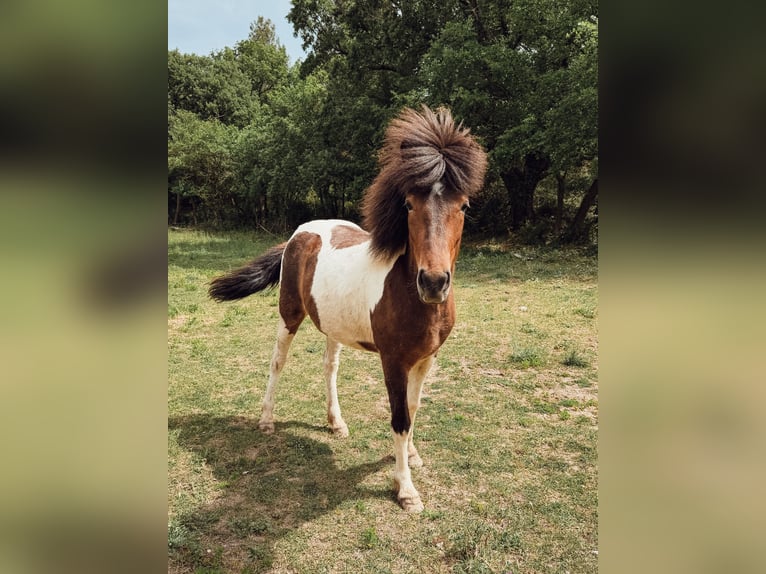 IJslander Merrie 4 Jaar 143 cm Gevlekt-paard in Pierrevert