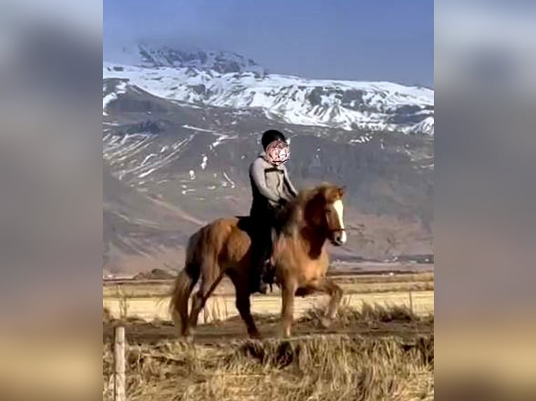 IJslander Merrie 4 Jaar Falbe in Südisland IJslander Merrie 4 Jaar Falbe in Südisland